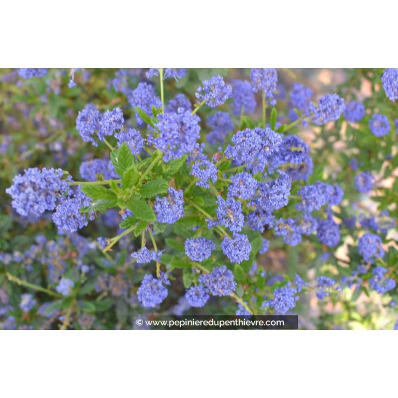 Céanothe 'Concha', CEANOTHUS, persistant, bleu Pépinière du — free download