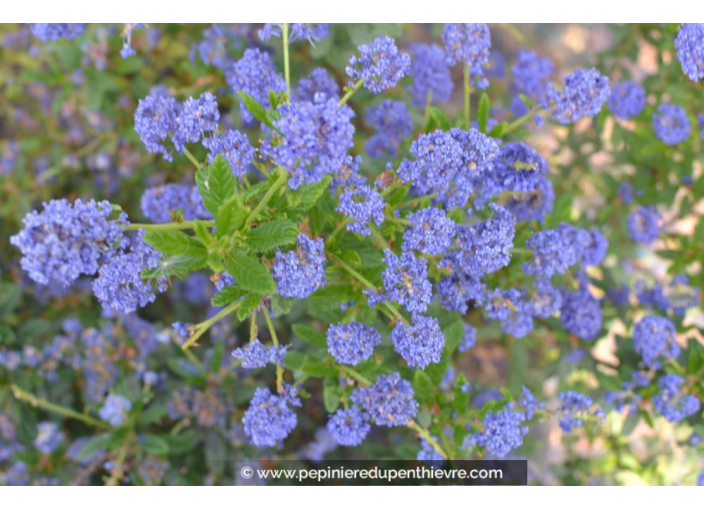 CEANOTHUS x 'Concha' CEANOTHUS x 'Concha'