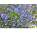 CEANOTHUS x 'Concha' CEANOTHUS x 'Concha'