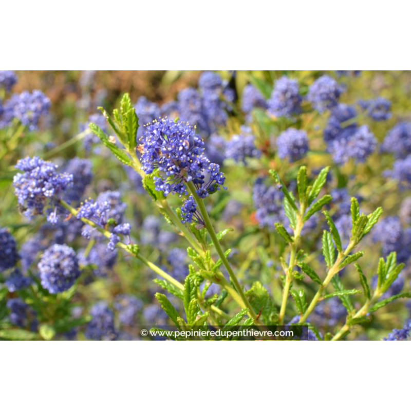 CEANOTHUS x 'Concha'