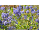 CEANOTHUS x 'Concha' CEANOTHUS x 'Concha'