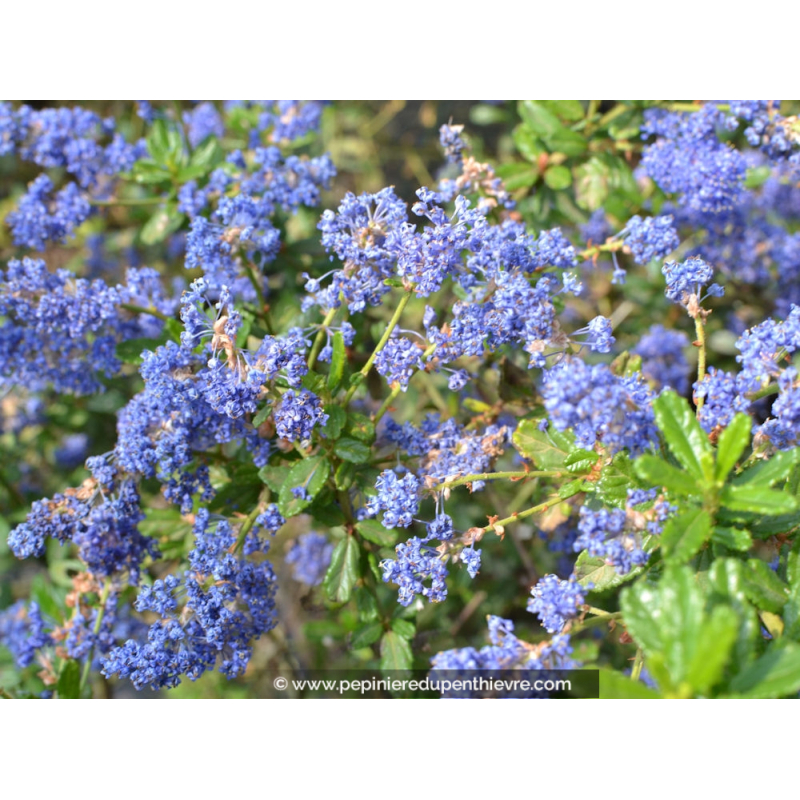 CEANOTHUS x 'Italian Skies'