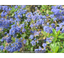 CEANOTHUS x 'Italian Skies' CEANOTHUS x 'Italian Skies'