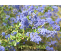 CEANOTHUS x 'Italian Skies' CEANOTHUS x 'Italian Skies'