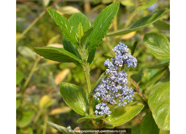 CEANOTHUS arboreus 'Trewithen Blue'