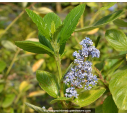 CEANOTHUS arboreus 'Trewithen Blue'