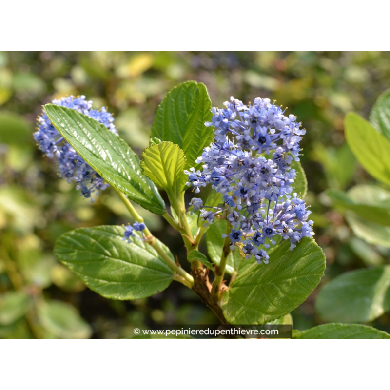 CEANOTHUS arboreus 'Trewithen Blue'