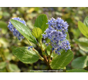 CEANOTHUS arboreus 'Trewithen Blue'