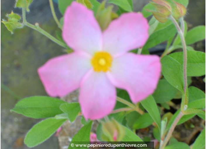 CISTUS parviflorus