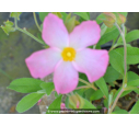CISTUS parviflorus CISTUS parviflorus