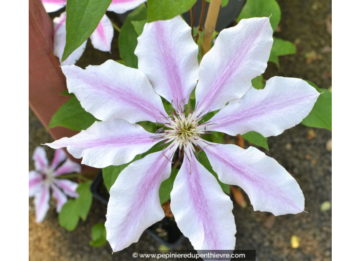 CLEMATIS 'Nelly Moser'