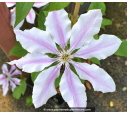 CLEMATIS 'Nelly Moser'