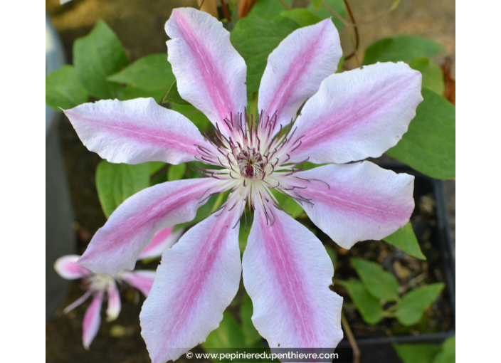 CLEMATIS 'Nelly Moser'