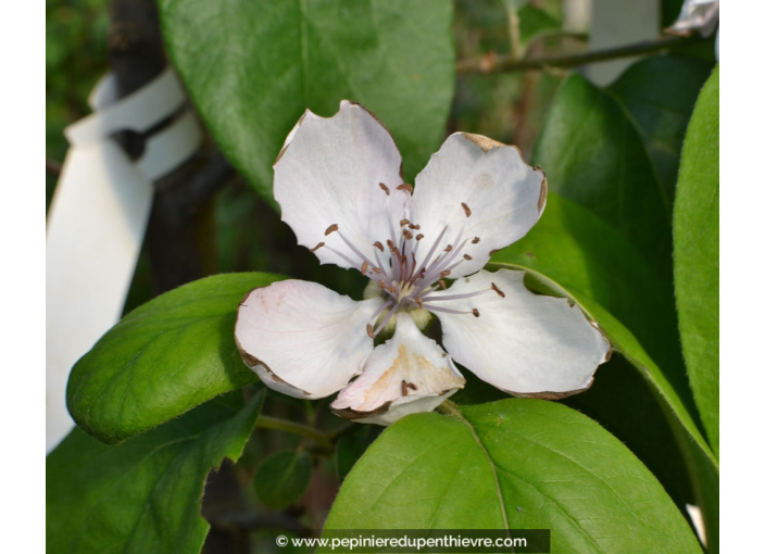 CYDONIA oblonga 'Champion' CYDONIA oblonga 'Champion'