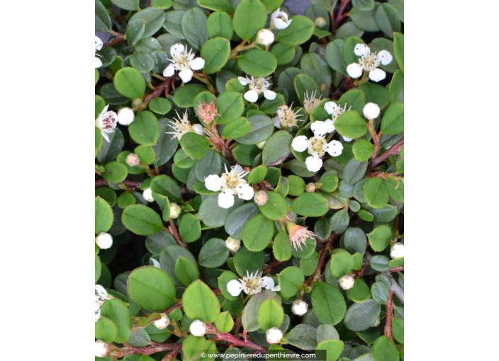 COTONEASTER dammeri 'Green Carpet' COTONEASTER dammeri 'Green Carpet'