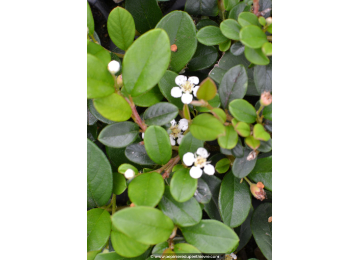 COTONEASTER dammeri 'Radicans' COTONEASTER dammeri 'Radicans'