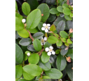 COTONEASTER dammeri 'Radicans' COTONEASTER dammeri 'Radicans'