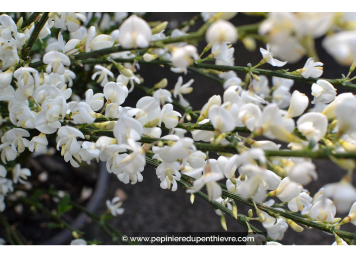 CYTISUS X praecox 'Albus'