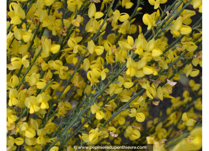 CYTISUS X praecox 'Allgold' CYTISUS X praecox 'Allgold'