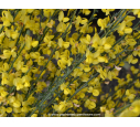 CYTISUS X praecox 'Allgold' CYTISUS X praecox 'Allgold'