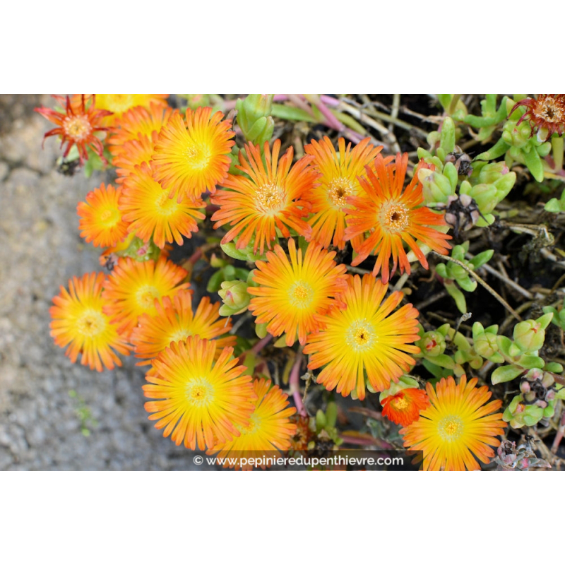 DELOSPERMA cooperi 'Orange wonder'