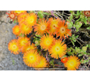 DELOSPERMA cooperi 'Orange wonder' DELOSPERMA cooperi 'Orange wonder'