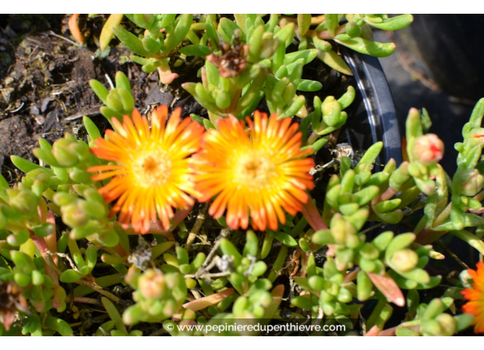 DELOSPERMA cooperi 'Orange wonder' DELOSPERMA cooperi 'Orange wonder'