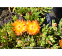 DELOSPERMA cooperi 'Orange wonder' DELOSPERMA cooperi 'Orange wonder'