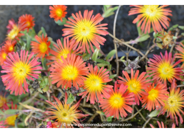 DELOSPERMA cooperi 'Fire Wonder'