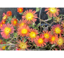 DELOSPERMA cooperi 'Fire Wonder'