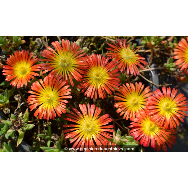 DELOSPERMA cooperi 'Fire Wonder'