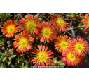 DELOSPERMA cooperi 'Fire Wonder'