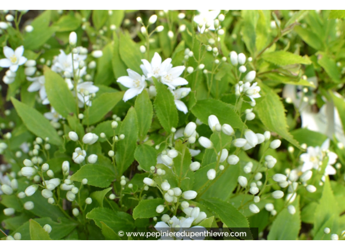 DEUTZIA gracilis