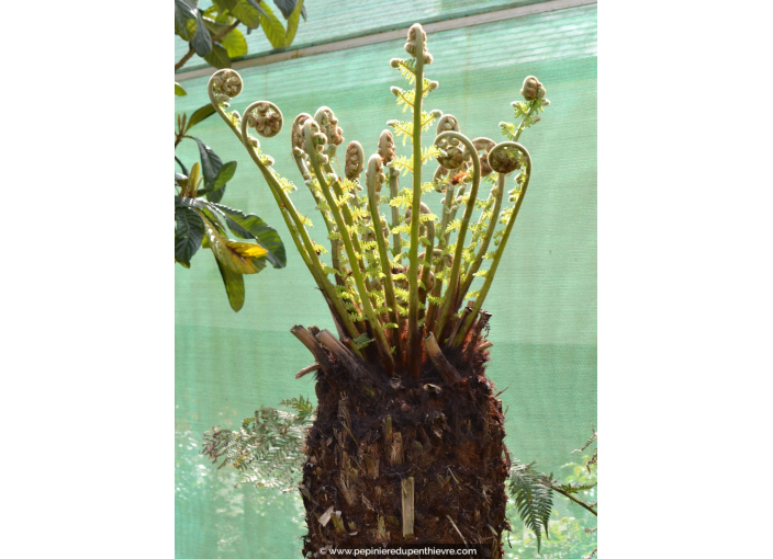 DICKSONIA antartica DICKSONIA antartica