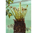 DICKSONIA antartica DICKSONIA antartica