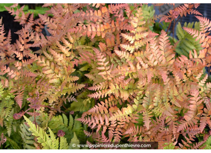 DRYOPTERIS erythrosora DRYOPTERIS erythrosora