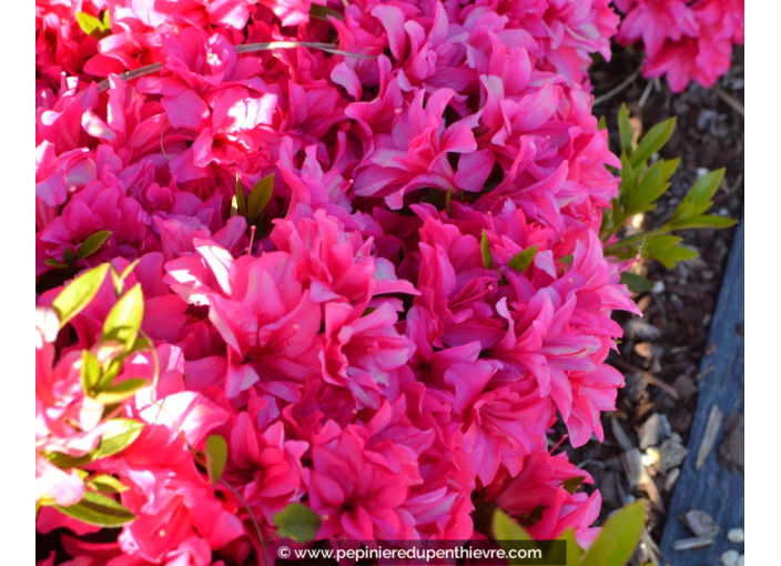 AZALEA japonica 'Rosa King' AZALEA japonica 'Rosa King'