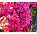 AZALEA japonica 'Rosa King' AZALEA japonica 'Rosa King'