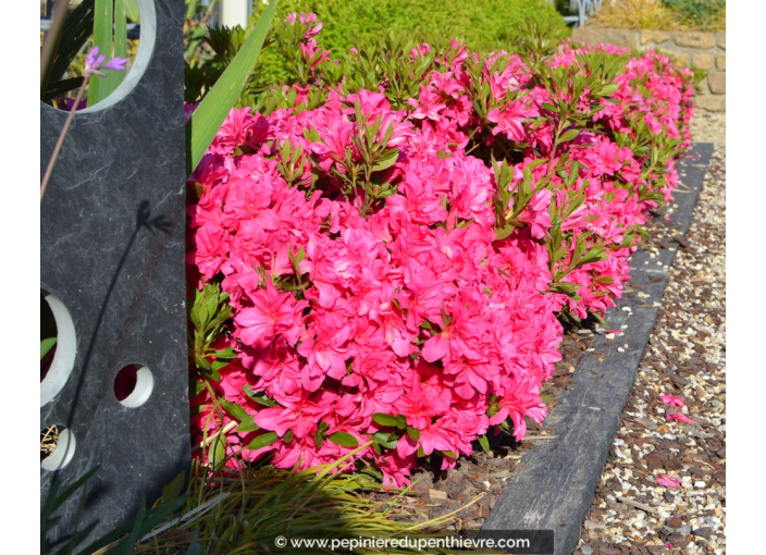 AZALEA japonica 'Rosa King' AZALEA japonica 'Rosa King'