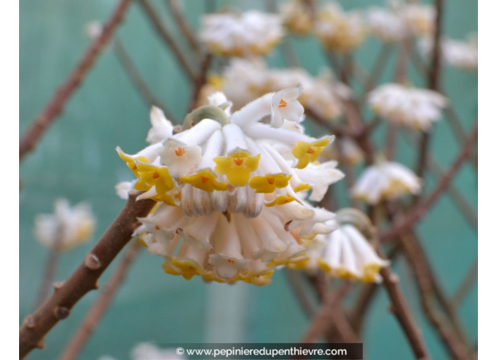 EDGEWORTHIA chrysantha