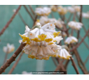 EDGEWORTHIA chrysantha