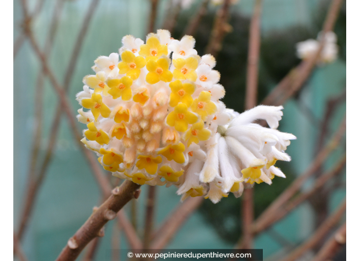 EDGEWORTHIA chrysantha