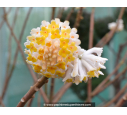 EDGEWORTHIA chrysantha