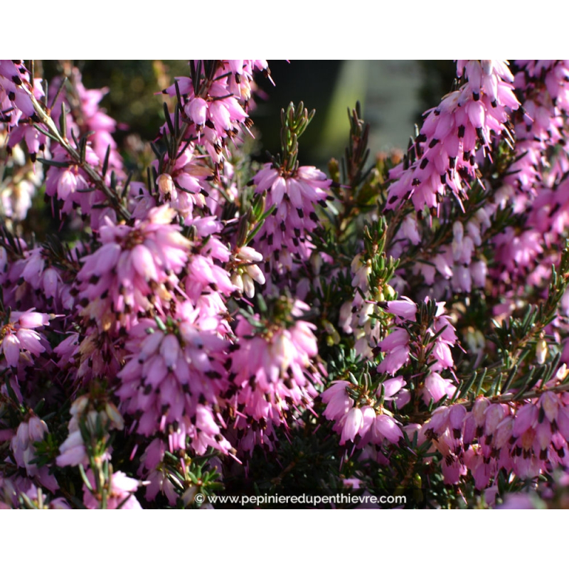 ERICA x darleyensis 'J. W. Porter'