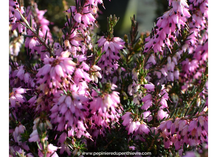 ERICA x darleyensis 'J. W. Porter'