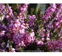 ERICA x darleyensis 'J. W. Porter' ERICA x darleyensis 'J. W. Porter'