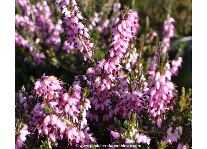 ERICA x darleyensis 'J. W. Porter' ERICA x darleyensis 'J. W. Porter'