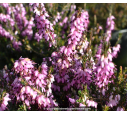 ERICA x darleyensis 'J. W. Porter' ERICA x darleyensis 'J. W. Porter'