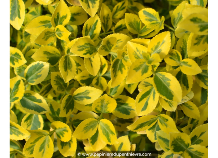 EUONYMUS fortunei 'Emerald'n Gold'
