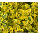 EUONYMUS fortunei 'Emerald'n Gold'